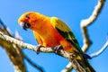 Sun Parakeet on a branch. Auckland Zoo Auckland New Zealand Royalty Free Stock Photo