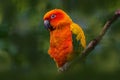 Sun parakeet or sun conure, Aratinga solstitialis, parrot native to northeastern South America. Orange red parrot in the green Royalty Free Stock Photo