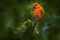 Sun parakeet conure, Aratinga solstitialis, red orange parrot native in Venezueala and Guana, northeastern South America. Aratinga Royalty Free Stock Photo
