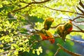 Sun Parakeets on the branch