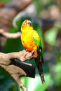 A Sun Parakeet on the trunk Royalty Free Stock Photo