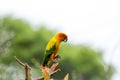 Sun Parakeet (Sun Conure)