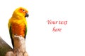 Sun parakeet or sun conure, Aratinga solstitialis parrot bird on white background with copyspace Royalty Free Stock Photo