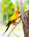 Sun Parakeet or Sun Conure, the beautiful yellow and orange parrot bird Royalty Free Stock Photo