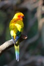 A Sun Parakeet on the trunk