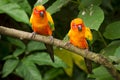 Sun Parakeets Royalty Free Stock Photo