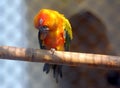 Sun Parakeets in indian birds park