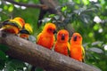 Sun parakeets, Singapore