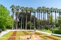 Sun peaking through tall palm trees in the National Gardens, Athens, Greece