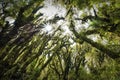 Sun peaking through trees in Goblin`s Forest, Mt. Taranaki, New Zealand Royalty Free Stock Photo