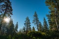 Sunrise on Sierra Nevada Meadow in California Royalty Free Stock Photo