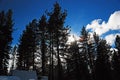 The sun peaks through tall redwood trees in winter Royalty Free Stock Photo