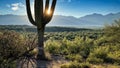 Sun peeking behind Saguaro cactus silhouette creating dramatic shadows Royalty Free Stock Photo