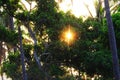 Sun is peeking into the ground through tiny gap between the trees. Sunset is always worth watching Royalty Free Stock Photo