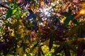 Sun peeking through the red and green leaves of an Acer tree Royalty Free Stock Photo