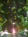 Sun peeking through tree leaves at sunset