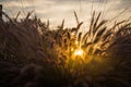 Sun peeking through the weeds Royalty Free Stock Photo