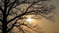 The sun peeks through the branches, creating a dramatic contr Royalty Free Stock Photo