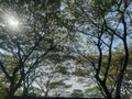 The sun peeks out behind the thick branches and leaves of an old tree against a blue sky background Royalty Free Stock Photo