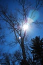 Sun peers though the branches of an oak tree on a late winters afternoon 2