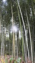 The sun penetrated the bamboo forest. Royalty Free Stock Photo