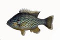 Sun perch isolated on white. Freshwater fish. Royalty Free Stock Photo