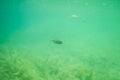 Sun perch under water with some lake grass, beautiful fish under water image, under water photography with some fish