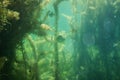 Sun perch under water with some lake grass, beautiful fish under water image, under water photography with some fish