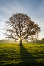 Sun popping through the almost empty branches of a beech tree on Royalty Free Stock Photo