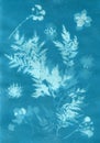 Sun-printing or cyanotype process. Floral patter created with cyanotype technique Royalty Free Stock Photo