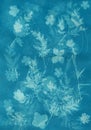 Sun-printing or cyanotype process. Floral patter created with cyanotype technique