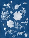 Sun printing, cyanotype process. Floral pattern on watercolor paper.