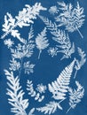 Sun printing, cyanotype process. Floral pattern on watercolor paper.