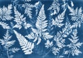 Sun printing, cyanotype process. Floral pattern on watercolor paper.