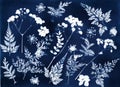 Sun printing, cyanotype process. Floral pattern on watercolor paper.