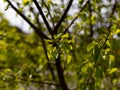 Juicy green-yellow leaves on a branch under the spring rays