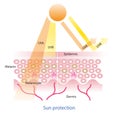 Sun protection on skin layer .