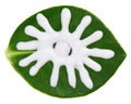 Sun protective cream sample over green leaf Royalty Free Stock Photo