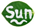 Sun protective (sunblock) cream sample on leaf