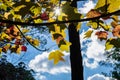 Sun protruding through yellow tree leafs and blue sky. Royalty Free Stock Photo