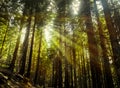 The sun radiates through the branches of tall trees Royalty Free Stock Photo