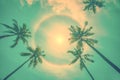 Sun rainbow circular halo phenomenon with palm trees, summer background Royalty Free Stock Photo