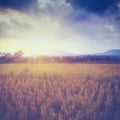 Sun ray and field stubble rice Royalty Free Stock Photo