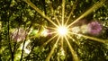 Sun ray through forest fresh summer nature background Royalty Free Stock Photo