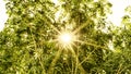 Sun ray through forest fresh summer nature background Royalty Free Stock Photo