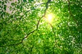 Sun ray or light behind the branches of green leaves or foliage Royalty Free Stock Photo