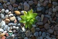 A sun ray shine through the juicy green leaves of a young plant growing through a smooth gravel soil Royalty Free Stock Photo