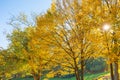 Sun ray shines through yellow and green leaves trees, autumn landscape Royalty Free Stock Photo