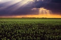 Sun rays above the cornfields. Royalty Free Stock Photo