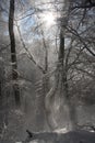 Slnečné lúče proti lesu v zime